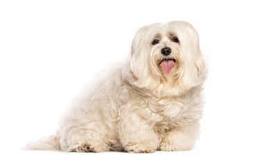 Coton de tulear dog sitting and panting on white background