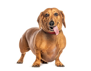 Brown dachshund panting and sticking out tongue, isolated on white