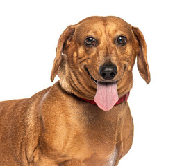 Brown dachshund panting and sticking out tongue, isolated on white
