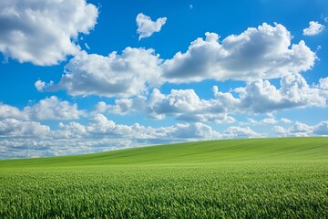Vast green wheat field under bright blue sky with fluffy white clouds symbolizing agriculture growth freshness nature and peaceful rural landscape beauty
