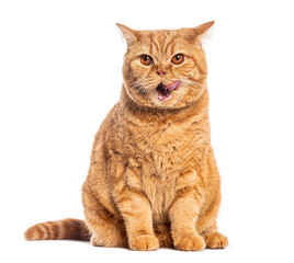 British shorthair cat licking its nose while sitting on white background