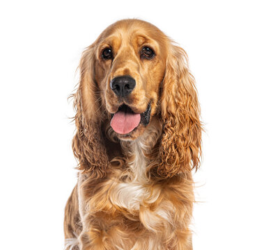 English cocker spaniel panting and sticking out tongue on white background