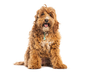 Adorable cobberdog puppy sitting and panting on white background