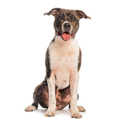 American staffordshire terrier sitting and panting on white background