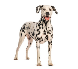 Dalmatian dog standing and panting on white background