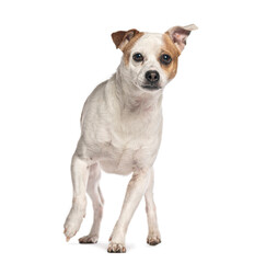 Jack russell terrier walking on white background