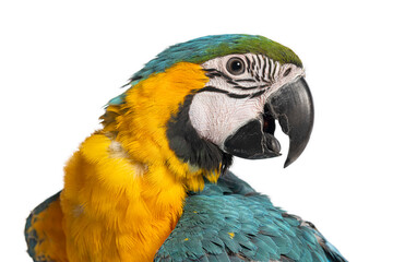 Eight month old blue and yellow macaw, ara ararauna, posing on white background