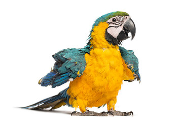 Eight month old blue and yellow macaw ara ararauna with open wings on white background