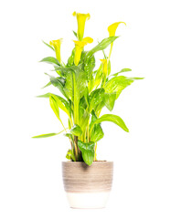 Yellow calla lily plant growing in pot on white background
