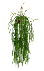 Hanging rhipsalis plant isolated on white background