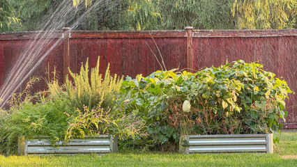 Vegetable Garden Being Watered in the Evening Sun