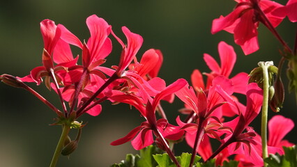 Piękne, czerwone kwiaty pelargonii w słoneczny dzień