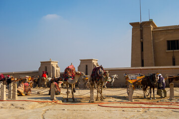 Camels at the Great Pyramids of Giza, in Egypt