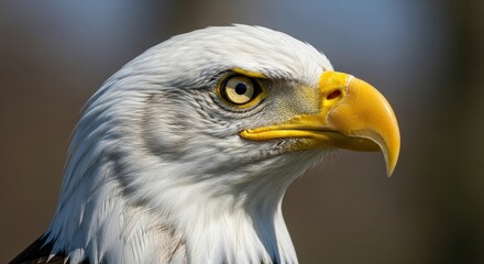Majestic bald eagle profile with intense gaze and striking plumage