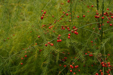 Red berries on an asapargus fern. Outdoor garden.