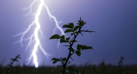 Dramatic lightning strike in night sky behind thorny plant silhouette