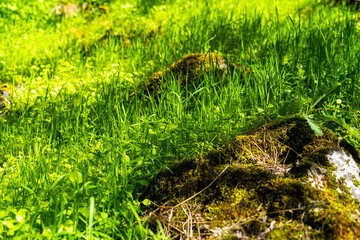 A close-up view of vibrant, green grass and moss-covered rocks on a sun-dappled forest floor
