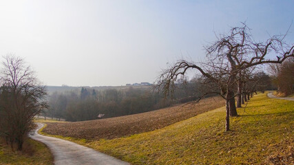 Leafless apple trees standing on a grassy meadow in a rural orchard landscape.