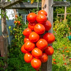 Cluster of ripe tomatoes hanging from a wooden post