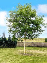 Lonely walnut tree on a green lawn in the garden