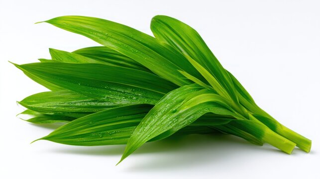 Bunch of shiny, verdant, lance-shaped leaves