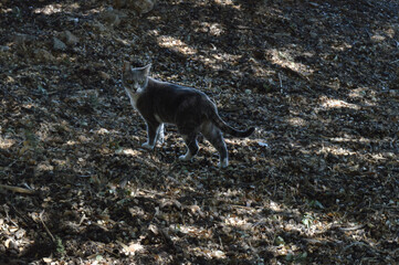 cat's natural life