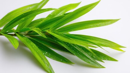 Obraz premium Lush green leaves on a stem, close-up shot against a stark white background