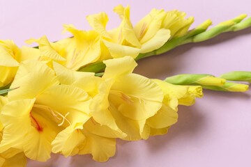 Beautiful yellow gladiolus flowers on lilac background, closeup