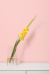Glass vase with beautiful yellow gladiolus flower on chest of drawers near pink wall