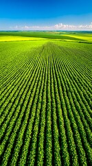Soybean farm captured as a high altitude aerial panorama with sunlit rows, vibrant tones, and a wide blue sky