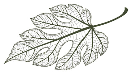 Intricate Symmetrical Pattern Veins Leaf Nature Organic Detail Biology