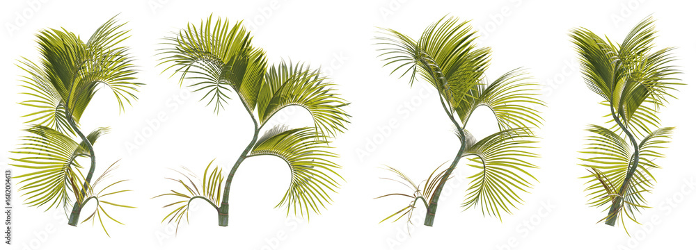 Poster realistic 3d render of tropical palm trees with curving trunks and long fronds, isolated on transpar