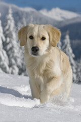 playful golden retriever runs joyfully through snowy landscape its fur glistening under bright sunlight