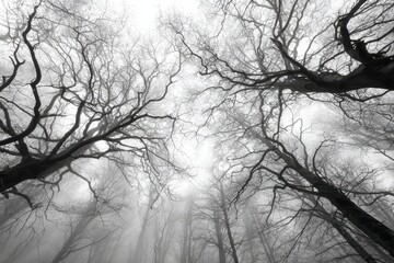 Ethereal Forest Canopy A Black and White Perspective