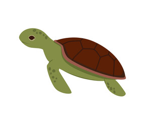 Turtle vector illustration. Cute sea turtle cartoon clipart, animal in flat style. Sea animals, underwater creatures