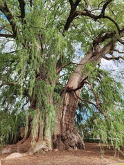 View of the trunk of an old ahuehuete tree in El Tule, Oaxaca
