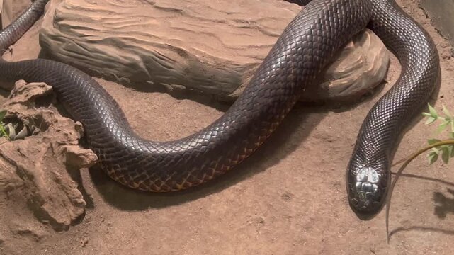 Eastern brown snake (Pseudonaja textilis).It's considered the world's second-most venomous land snake after the inland taipan (Oxyuranus microlepidotus), based on its LD50 value (subcutaneous) in mice