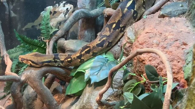 A large Carpet python rain forest in tropical far north of Queensland, Australia.