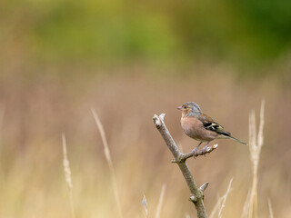 A male Chaffinch - Fringilla coelebs, perched on a twig among long grass and weeds, against a smooth green and yellow background with copy space.