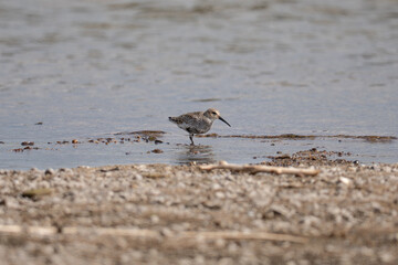 A small bird on the beach, calidris alpina