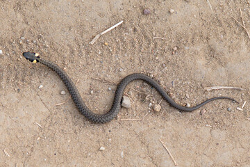 snake in the sand, grass snake 