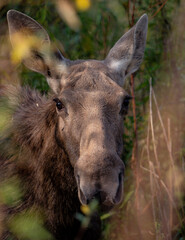 portrait of a moose
