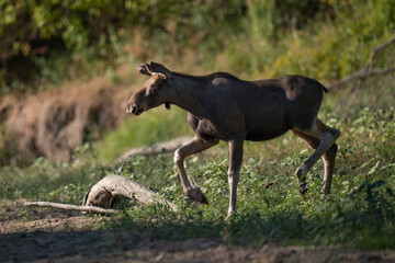 moose running in the wilderness
