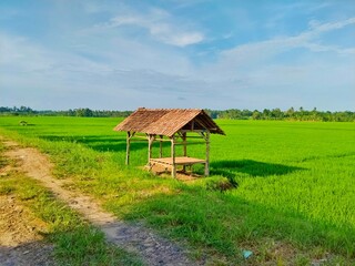 Obraz premium rice field views in Indonesia