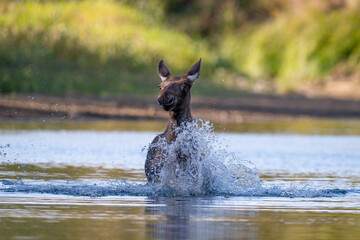 Fototapeta premium Moose running in the water