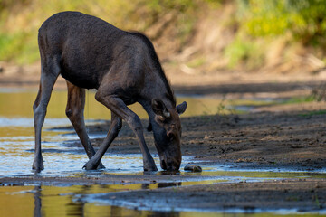 Young moose on the riverbank