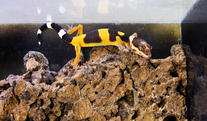 Cute gecko exploring their enclosure, small eublifar