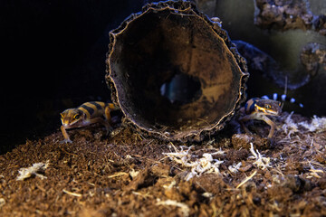 Two curious leopard geckos, small eublifaras