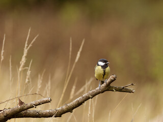 A Great Tit - Parus Major, perched on a branch turned to face right, in the morning golden hour light, against a yellow brown background with long grass and copy space.