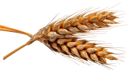 Close-up of a wheat ear, showing detailed seeds and stem